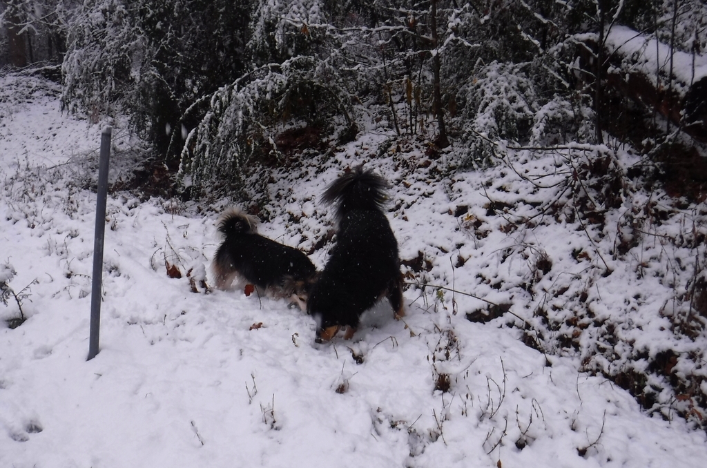 Bailey & Rocky - December 2017